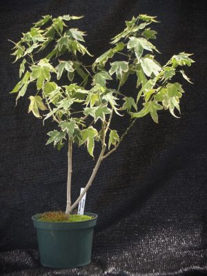 Abutilon	x hybridum variegatum