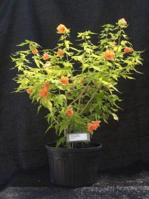 Abutilon striatum 'aureo-maculatum'
