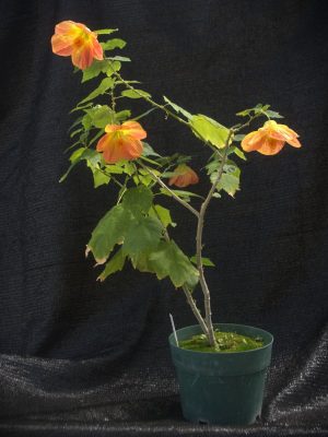 Abutilon	'Victor Reiter'