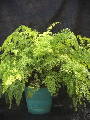 Adiantum chilense