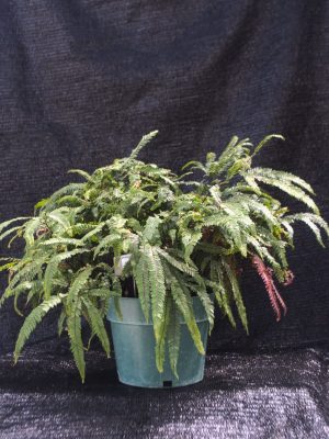 Adiantum hispidulum