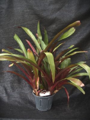 Aechmea 'Big Stuff'