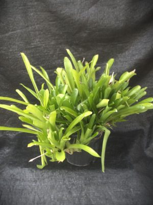 Aechmea gamosepala