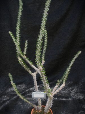 Alluaudia procera