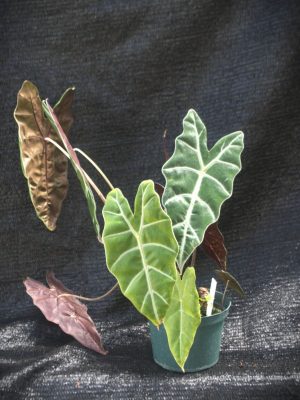 Alocasia x amazonica