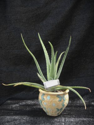 Aloe vera