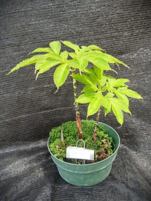 Amorphophallus konjac