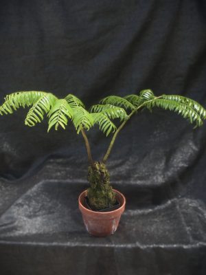 Angiopteris palmiformis