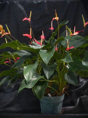 Anthurium andraeanum