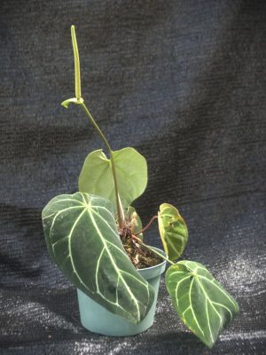 Anthurium magnificum