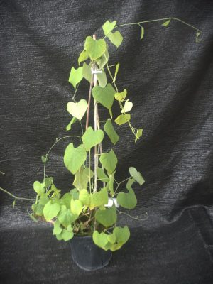 Aristolochia grandiflora