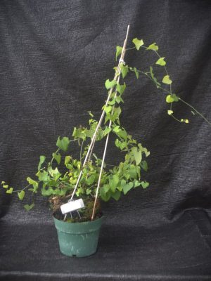 Aristolochia littoralis