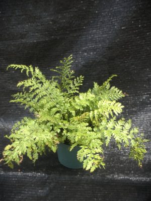Asplenium bulbiferum