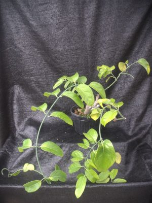Austrobaileya scandens