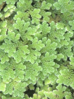 Azolla caroliniana