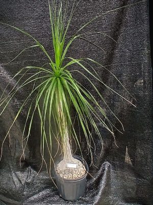 Beaucarnea recurvata