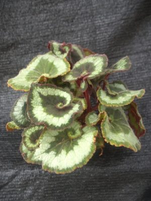 Begonia 'Escargot'