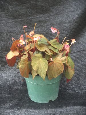 Begonia pavonina