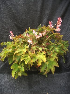 Begonia spp.