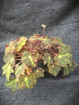Begonia spp.