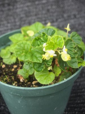 Begonia spp.