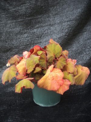 Begonia spp.