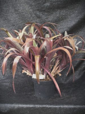 Billbergia embarazo