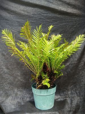 Blechnum moorei