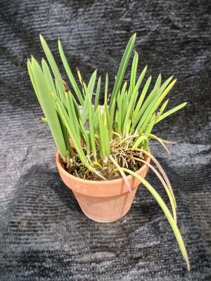 Brassavola nodosa