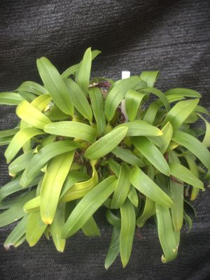 Bulbophyllum saurocephalum
