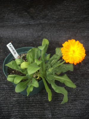 Calendula officinalis