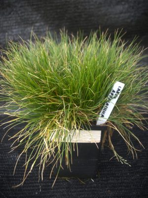 Carex appalachica