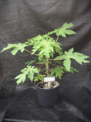 Carica papaya