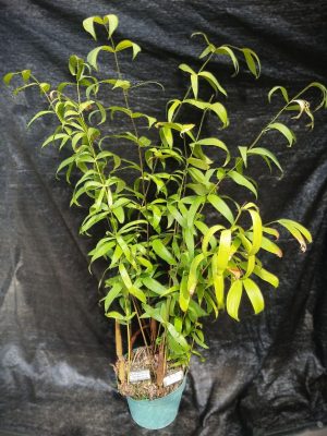 Ceratozamia hildae