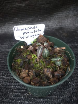Chimaphila maculata