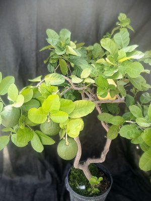 Citrus × pyriformis 'Ponderosa'