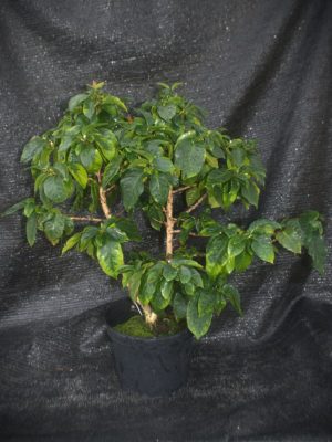 Coffee arabica