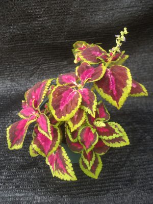 Coleus x hybridus