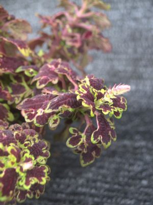 Coleus x hybridus