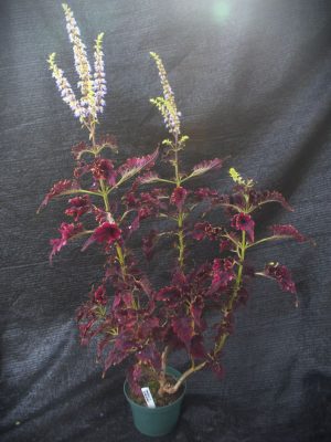 Coleus x hybridus