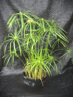 Cyperus alternifolius