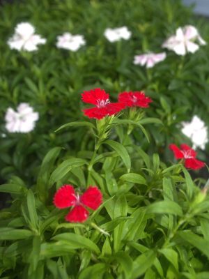 Dianthus barbatus