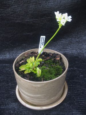 Dionaea muscipula