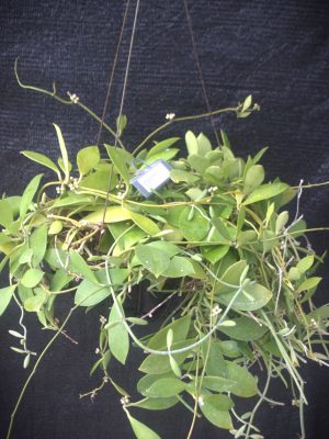 Dischidia bengalensis