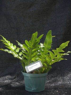 Drynaria coronans