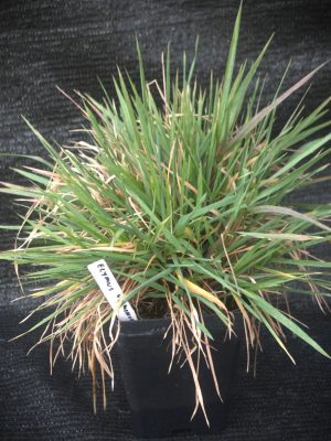 Elymus virginicus