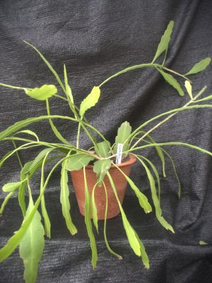 Epiphyllum oxypetalum
