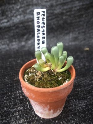 Fenestraria rhopalophylla 