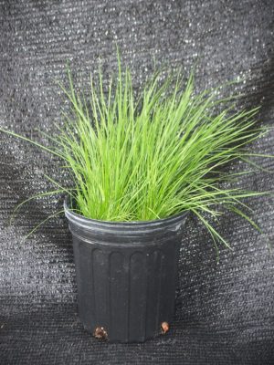 Festuca spp.