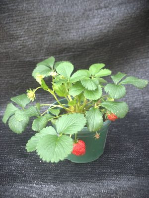 Fragaria × ananassa